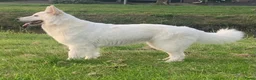 Zwitserse Witte Herdershond honden te koop: Zwitserse witte herder pups - Advertentie 11