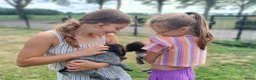 Duitse Staande Hond Draadhaar honden te koop: Prachtige Duitse Staande Draadhaar pups in Reusel - Advertentie 4