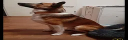 Kruising honden te koop: Te koop mooie pups - Advertentie 8