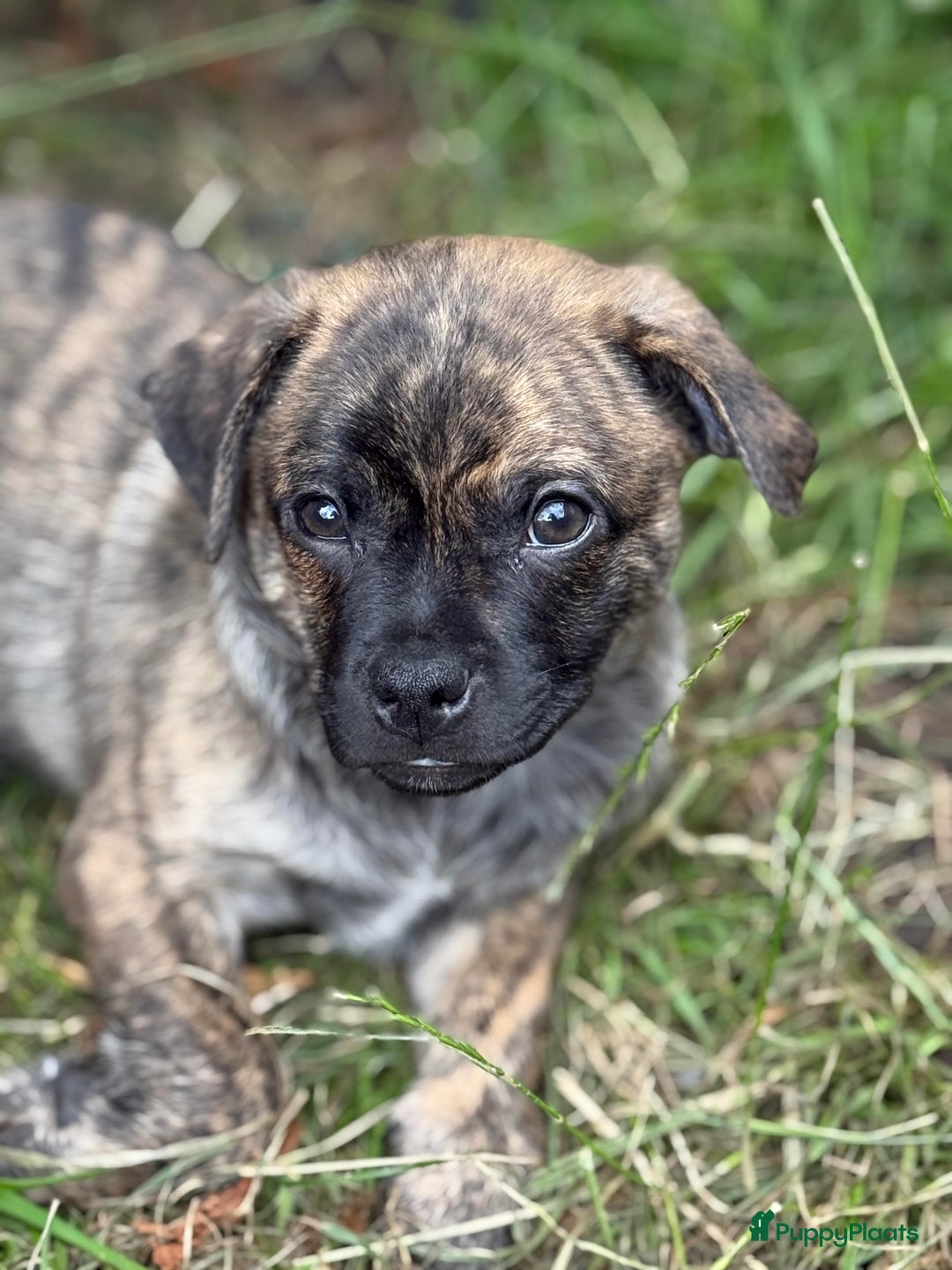 Kruising honden te koop: Kruising AHT American Hairless Terriër X Bulletje  in Hazerswoude-Rijndijk - Afbeelding 10