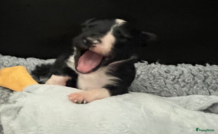 Border Collie honden - Advertentie 15