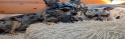 Chihuahua honden te koop: Twee prachtige Chihuahua pups in Schoonhoven - Advertentie 4