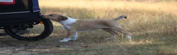 Schotse Herdershond korthaar honden te koop: Nog 1 knappe reu schotse collie korthaar reuen. - Advertentie 24