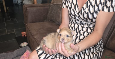 Pomchi honden - Advertentie 14