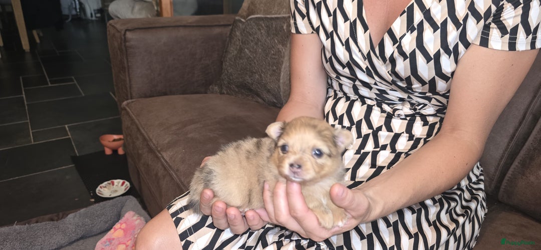 Pomchi honden te koop: Mooie pomchi puppy's - Afbeelding 3