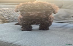 Poedel Toy honden te koop: Toy poedel pups  in Oss - Afbeelding 2