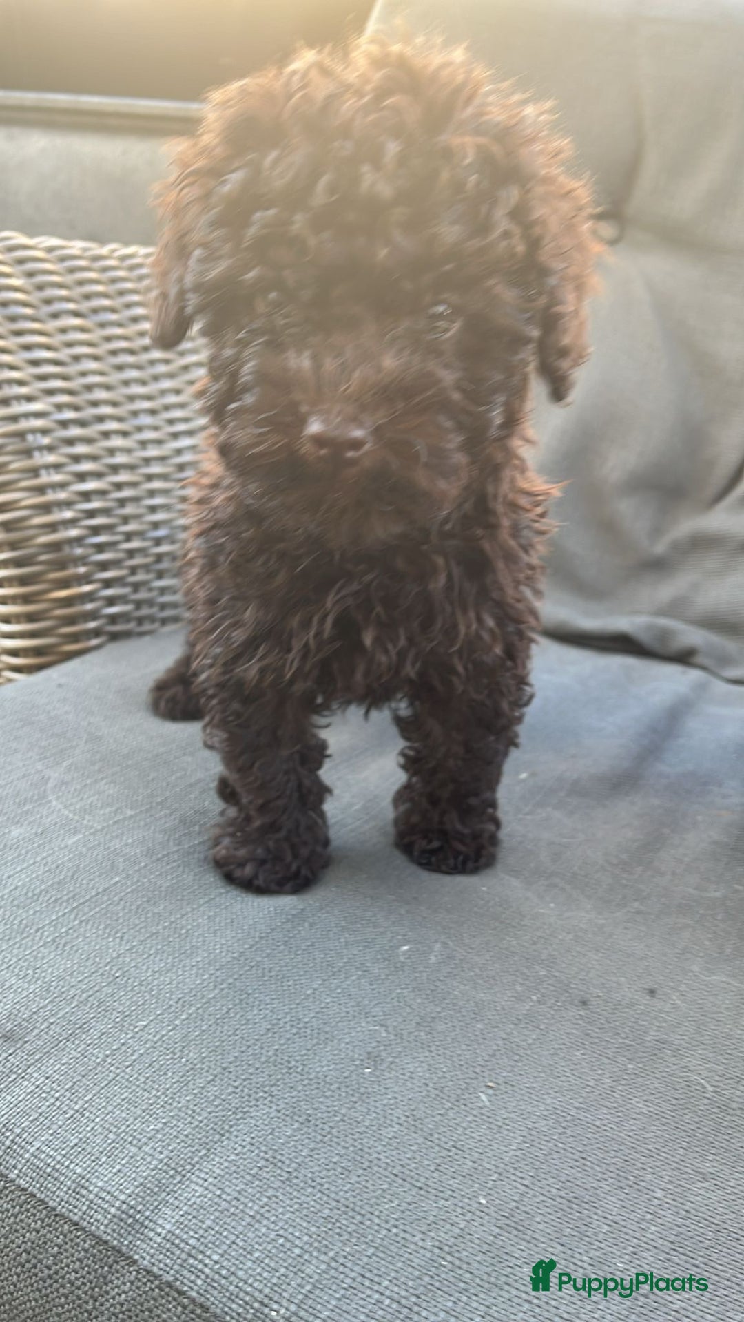 Poedel Toy honden te koop: Toy poedel pups  in Oss - Afbeelding 2