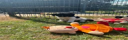 Friese Stabij honden te koop: Friese stabij puppy's - Advertentie 13
