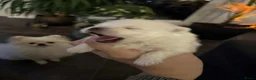 Pomeriaan honden te koop: Witte Pomeriaan pup te koop!  - Advertentie 2