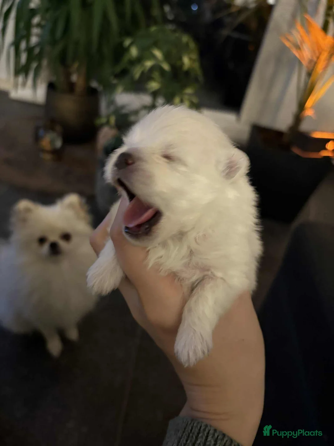 Pomeriaan honden te koop: Witte Pomeriaan pup te koop!  - Advertentie 2