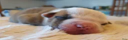 Amerikaanse Bulldog honden te koop: Prachtige Amerikaanse bulldog pups met stamboom - Advertentie 3