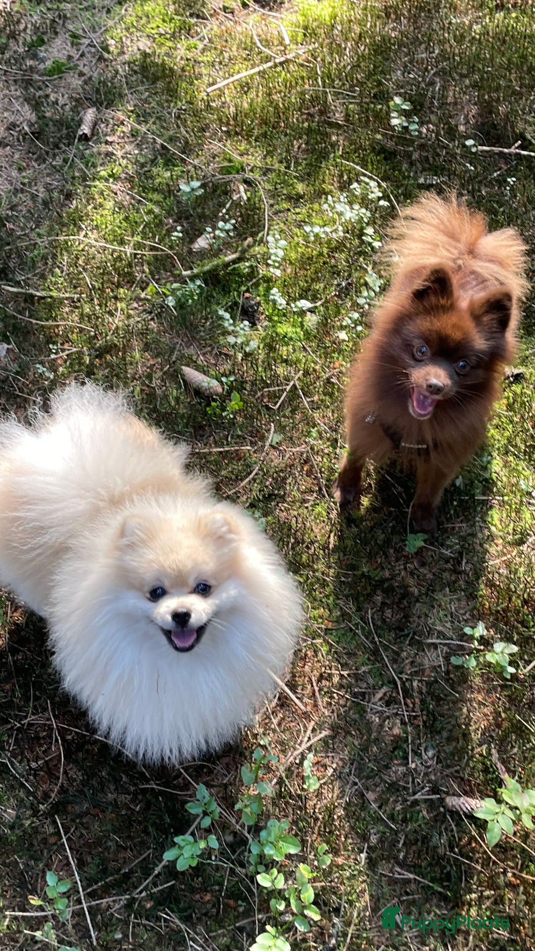 Pomeriaan honden te koop: prachtige pomeriaan pups te koop 1 reutje 1 teefje - Advertentie 13