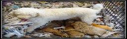 Labradoodle honden te koop: Labradoodle pups +/- 45 cm - Advertentie 12