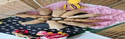 Cockapoo honden te koop: Cockapoo  in Heerhugowaard - Advertentie 7