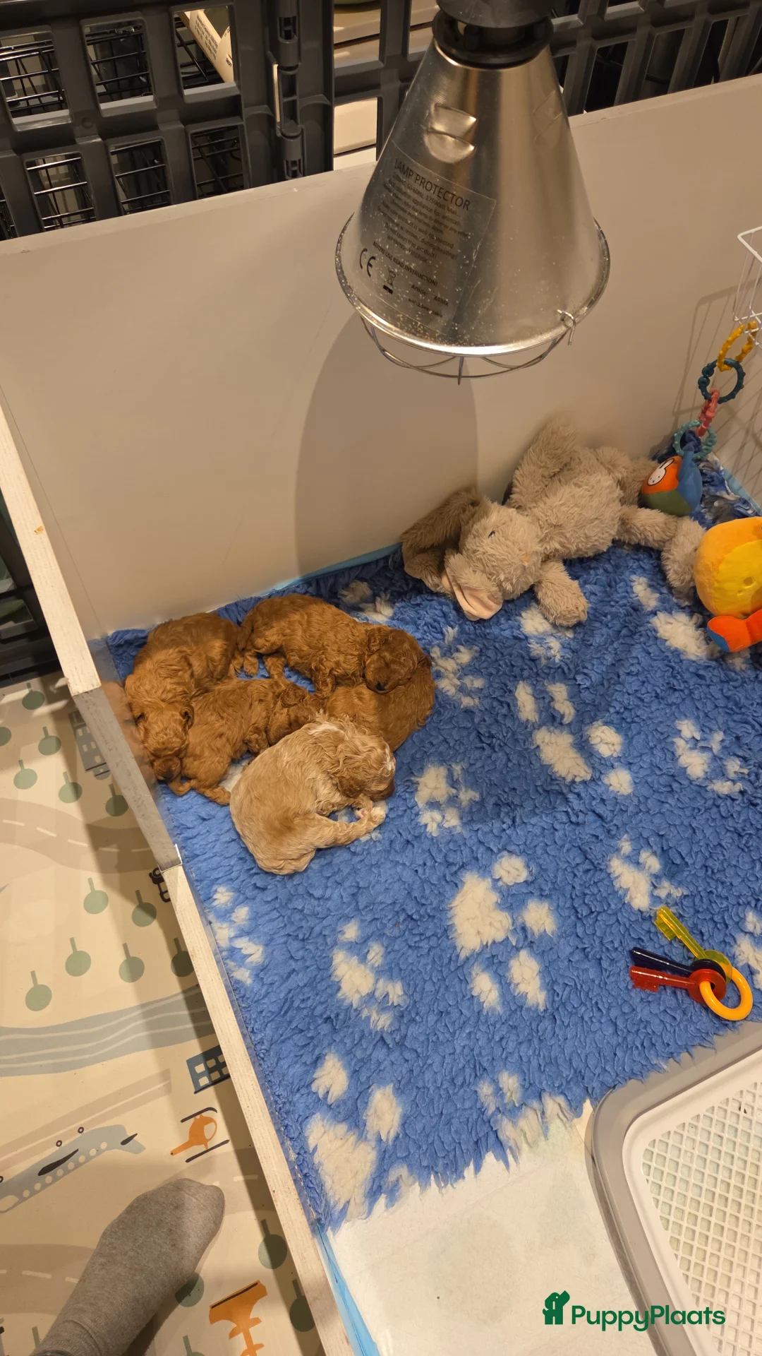 Poedel Toy honden te koop: Toy x dwergpoedel  - Advertentie 5