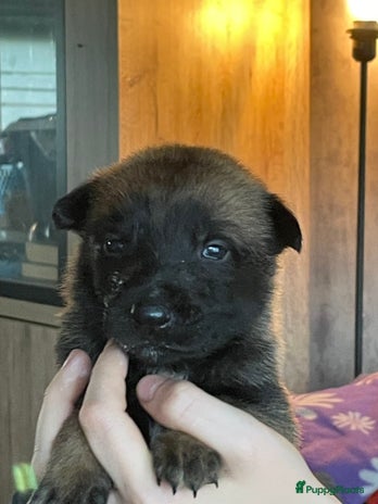 Mechelse Herder honden - Advertentie 7