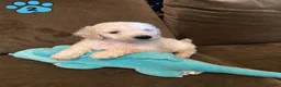 Poedel honden te koop: Koningspoedel grote poedel pups MOGEN NU WEG - Advertentie 15