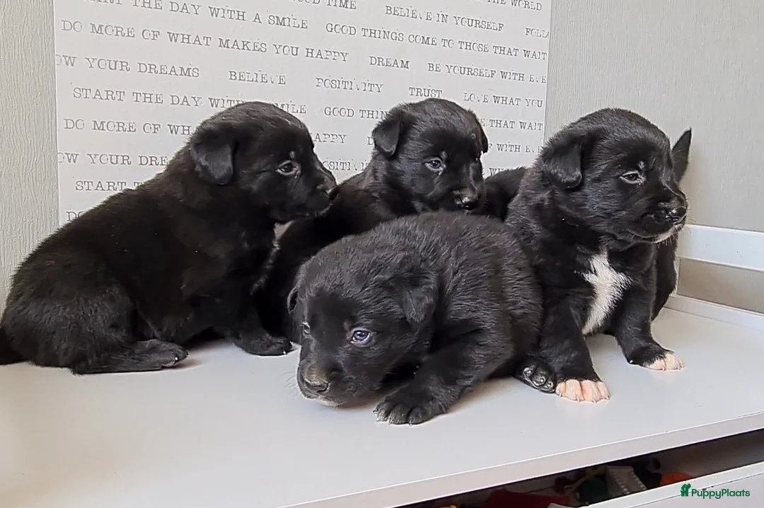 Kruising honden te koop: Uniek Borador pups van Stamboomouders F1 - Advertentie 2