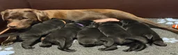 Labrador Retriever honden te koop: Prachtige zwarte labrador pups met stamboom in Bunne - Advertentie 2