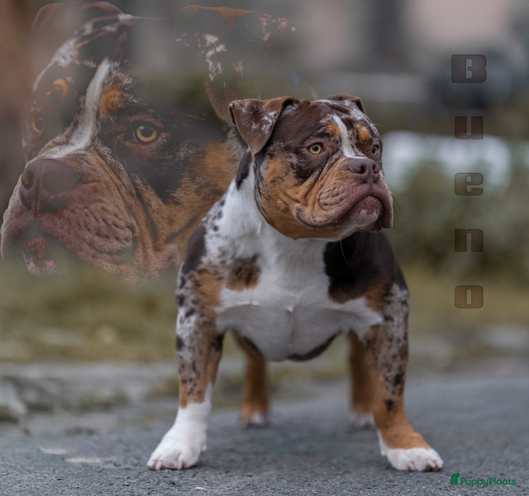 Amerikaanse Bully honden te koop: American Bully pocket  - Advertentie 3