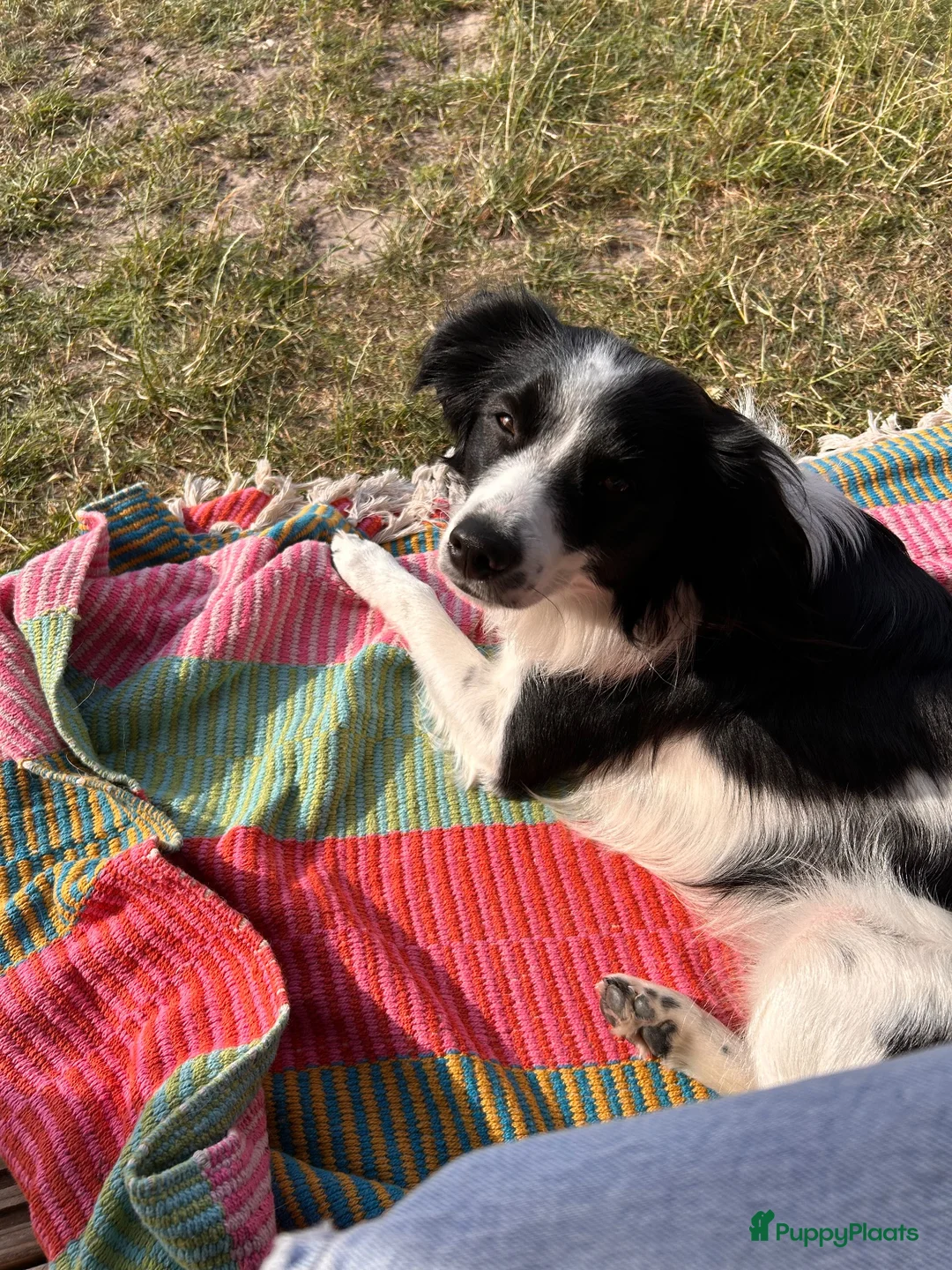 Kruising honden te koop: Louie zoekt een nieuw thuis - Advertentie 4
