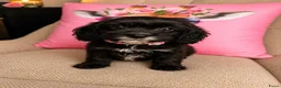 Cavapoo honden te koop: Cavapoo  - Advertentie 11