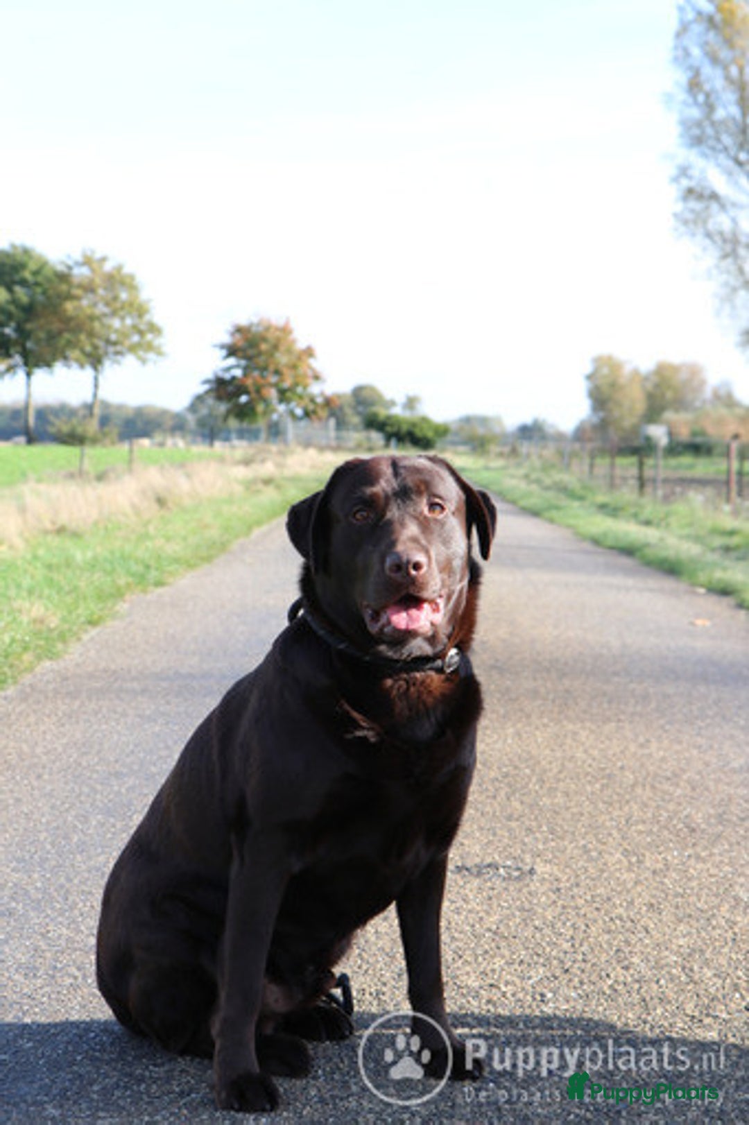 Labrador Retriever honden ter dekking: Raszuiver labrador biedt zich aan als dekreu ED en HD vrij in Nederweert - Afbeelding 4