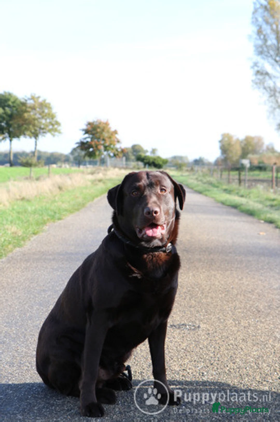 Labrador Retriever honden ter dekking: Raszuiver labrador biedt zich aan als dekreu ED en HD vrij in Nederweert - Advertentie 4