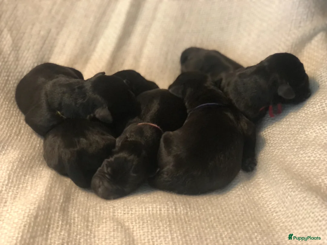 Dwergschnauzer honden te koop: Zwarte dwergschnauzer pups - Advertentie 2