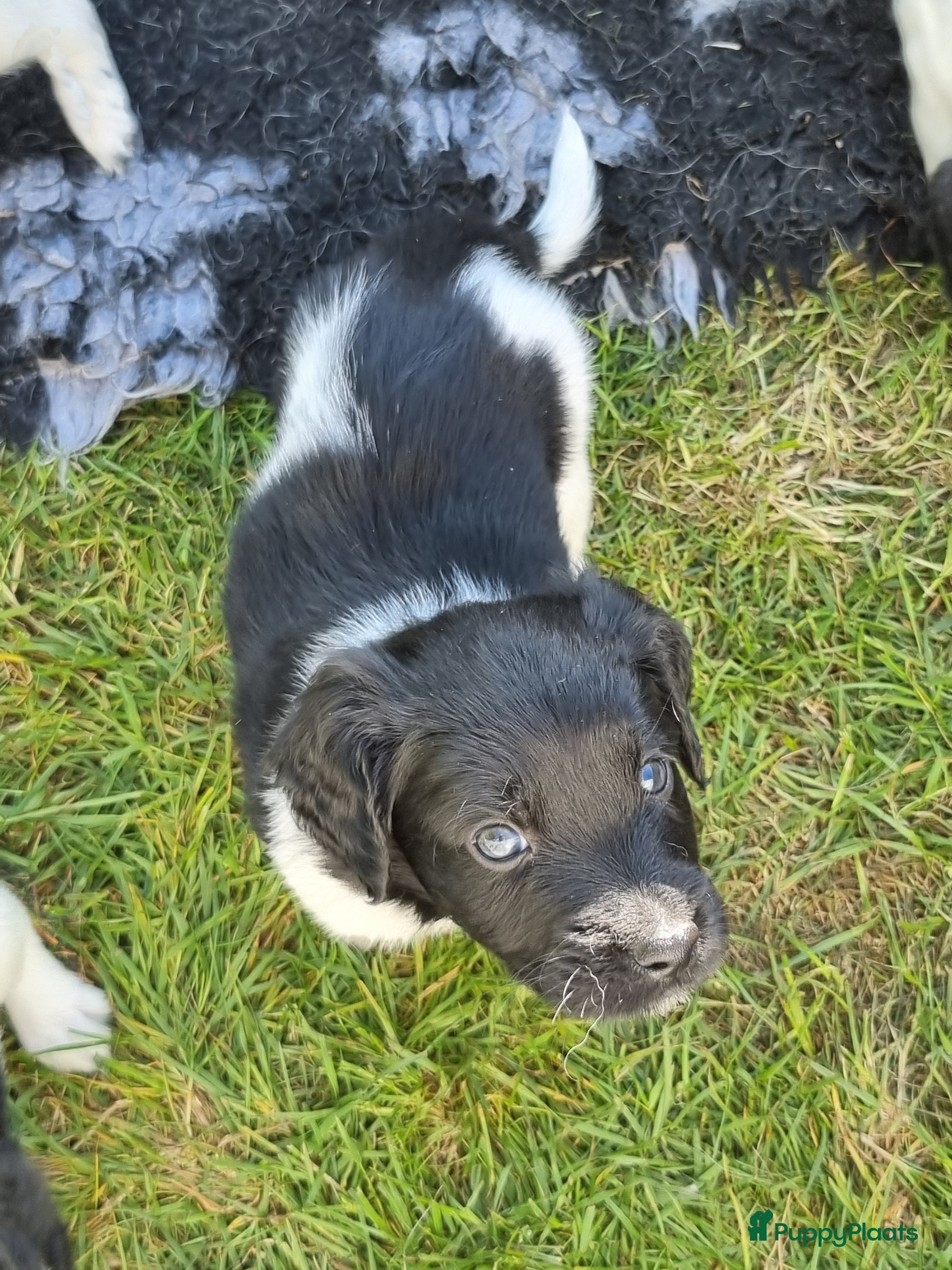 Friese Stabij honden Friese stabij  - Advertentie 2