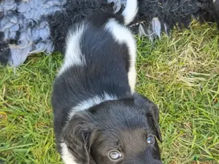 Friese Stabij honden Friese stabij - Advertentie 2