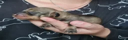 Ruwhaar Teckel honden te koop: Standaard ruwhaar teckel pups - Advertentie 2