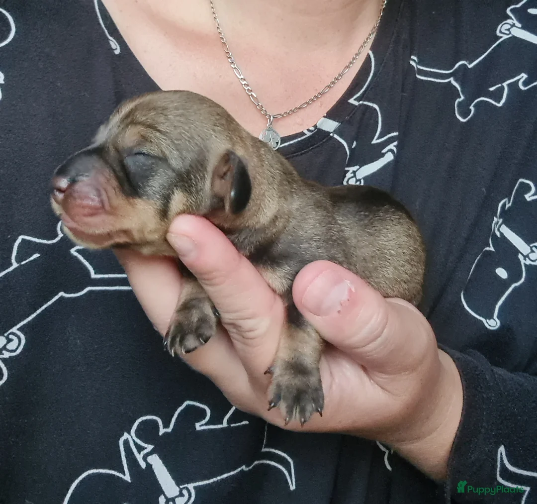 Ruwhaar Teckel honden te koop: Standaard ruwhaar teckel pups - Advertentie 2