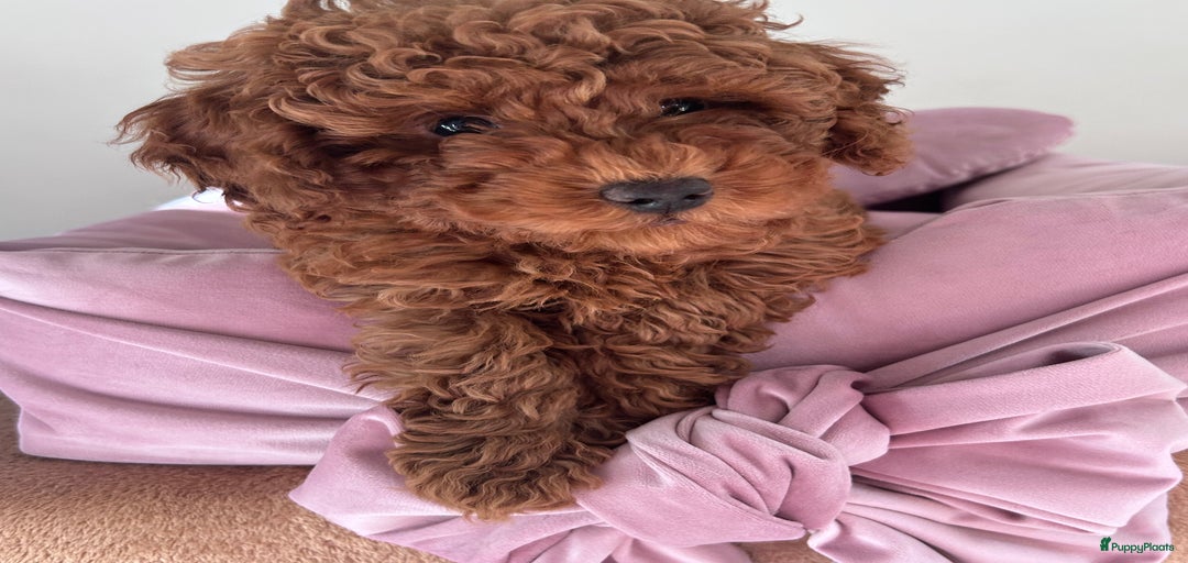 Galerij afbeelding {{count}}