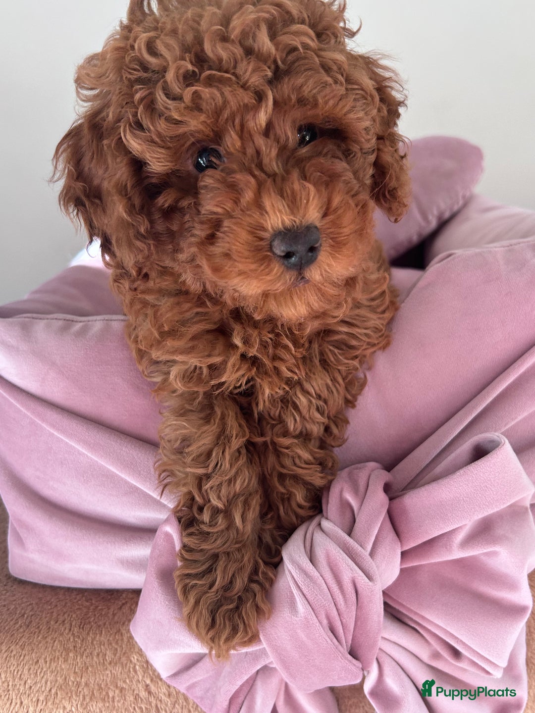 Galerij afbeelding {{count}}