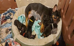 Franse Bulldog honden te koop: Prachtige Franse Bulldog pups met stamboom in Zoutleeuw - Afbeelding 19