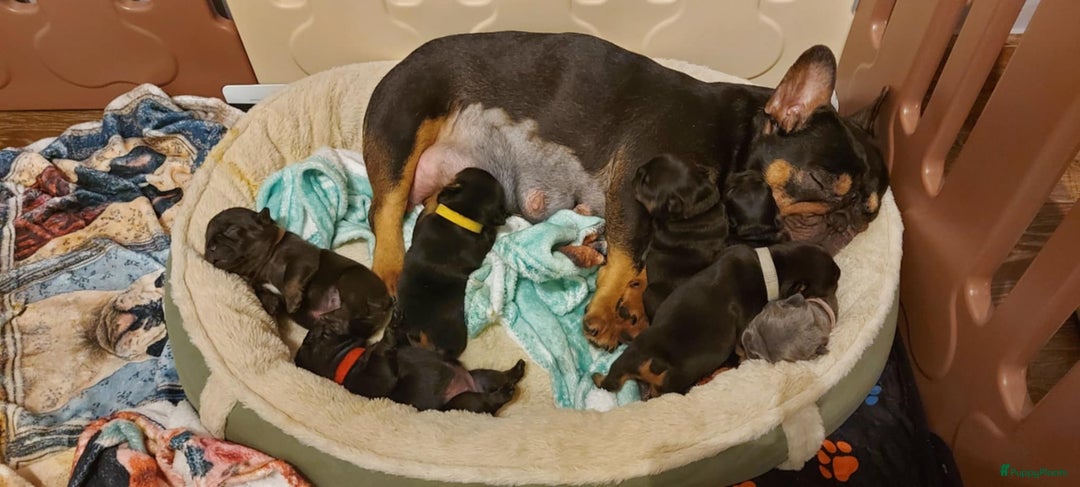 Franse Bulldog honden te koop: Prachtige Franse Bulldog pups met stamboom in Zoutleeuw - Afbeelding 19