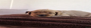Australian Labradoodle 1