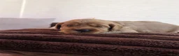 Australian Labradoodle honden te koop: Prachtig nestje Australian Labradoodles  - Advertentie 22