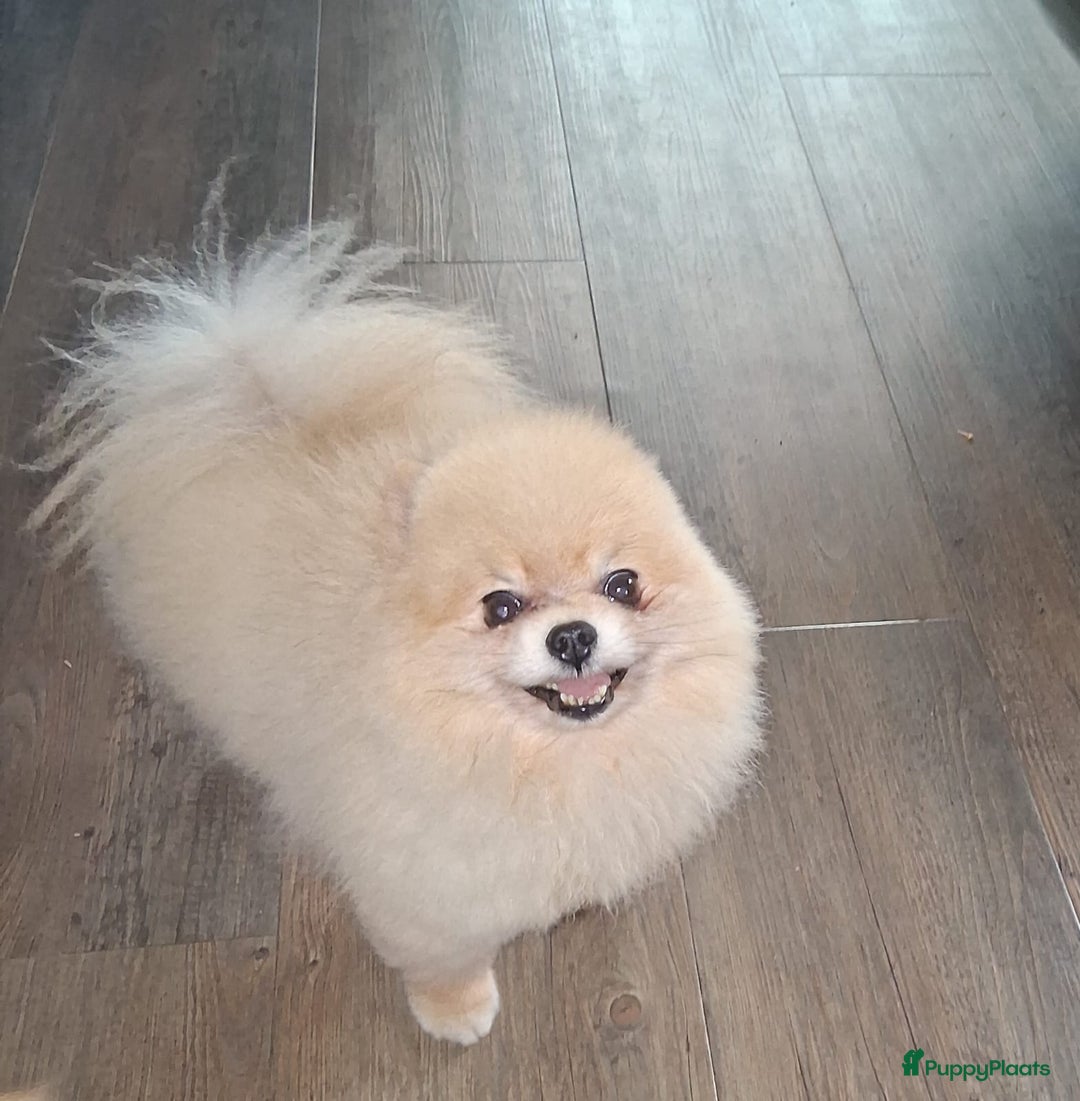 Pomchi honden te koop: Prachtige pomeriaan x pomchi's pups  - Advertentie 13