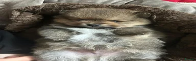 Pomeriaan Puppy 1