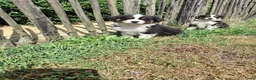 Australian Shepherd honden te koop: Raszuivere Australian Shepherd pups, getest ouders - Advertentie 17