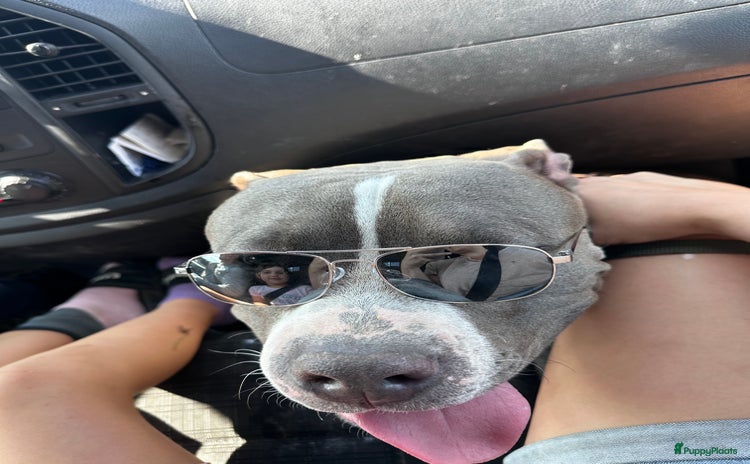 American Staffordshire Terriër honden - Advertentie 9