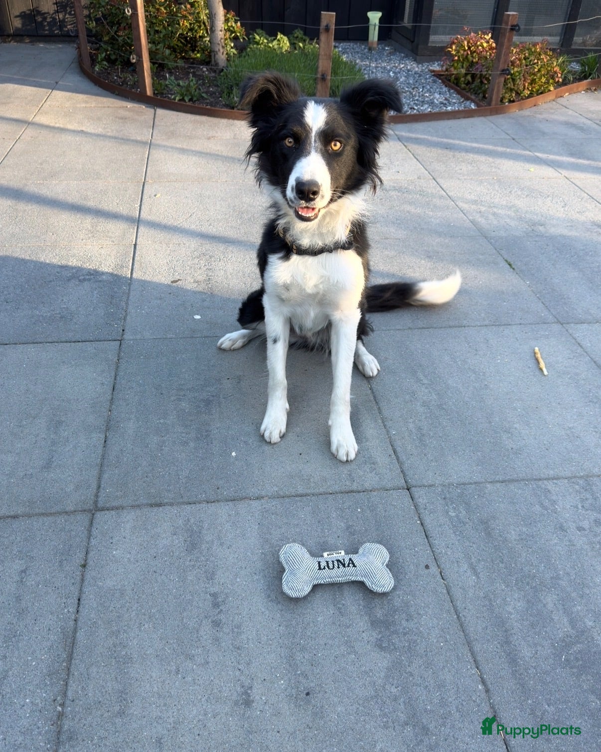 Border Collie honden Te koop mijn lieve Luna - Advertentie 1