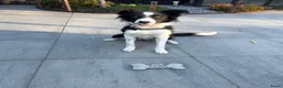 Border Collie honden te koop: Te koop mijn lieve Luna in Uddel - Advertentie 1