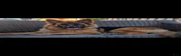 Duitse Herder honden te koop: langharige Duitse herder puppy’s met rechte rug.   - Advertentie 2