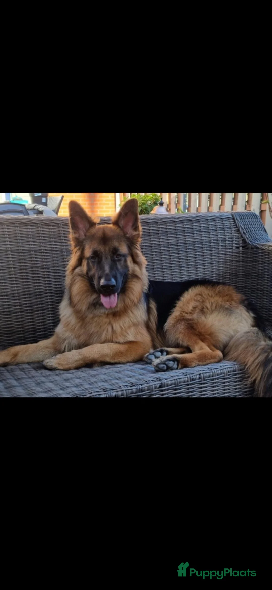 Duitse Herder honden te koop: langharige Duitse herder puppy’s met rechte rug.   - Advertentie 2
