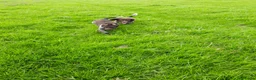 Friese Stabij honden te koop: Friese Stabij pups: Miep en Fedde - Advertentie 13