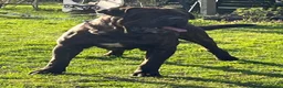 Mastiff honden ter dekking: Mastino / Mastiff Dekreu aangeboden - Advertentie 4