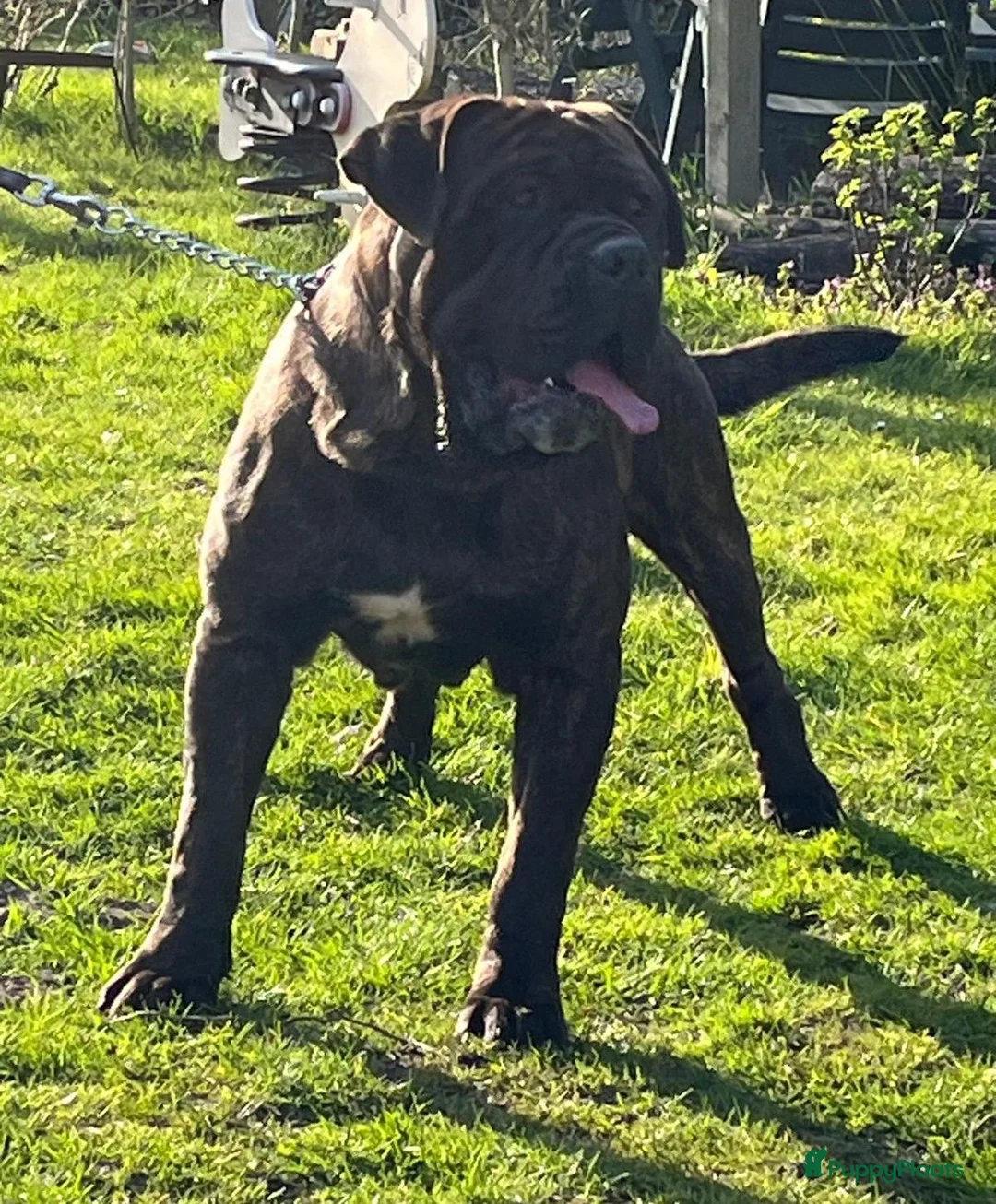 Mastiff honden ter dekking: Mastino / Mastiff Dekreu aangeboden - Advertentie 4
